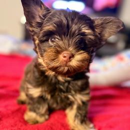 Peanut - Chocolate and tan male Yorkshire Terrier puppy in Parma, Ohio from My Exotic Yorkies LLC