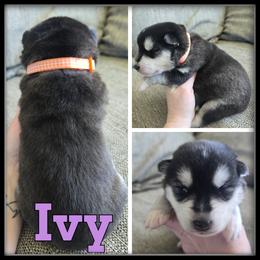 Ivy - Black and white female Siberian Husky puppy in Merrill, Michigan from Haase Family Kennels