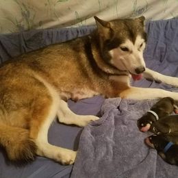 Alaskan Malamute Puppies from ArctiCircle Alaskan Malamutes