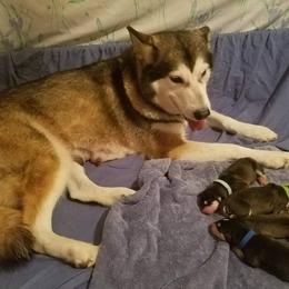 Alaskan Malamute Puppies from ArctiCircle Alaskan Malamutes