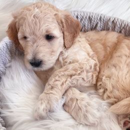 Girl 1 Tulip - Goldendoodle puppy in Grantville, Pennsylvania from Hershey PAw Doodles