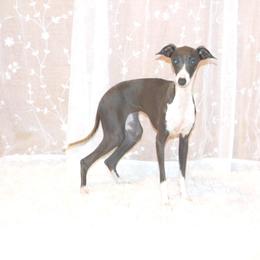 Mila - Italian Greyhound