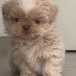 Milo - Cream and white male Shih Tzu puppy in Monrovia, California from Sunrise Shihtzu Blossom