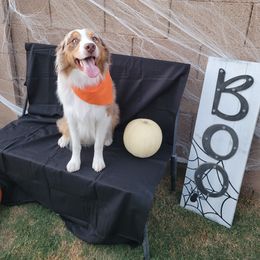 Australian Shepherd All Grown Up from Siesta Aussies