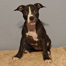 Puppy 1 Xena - Blue American Bully puppy in Phoenix, Arizona from Superstes Guard
