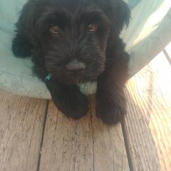 Bergamasco Sheepdog Puppies from Spellbound Bergamascos