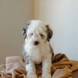 Aspen MICRO - Blue merle female Bernedoodle puppy in Dalton, Ohio from Spring Mountain Doodles