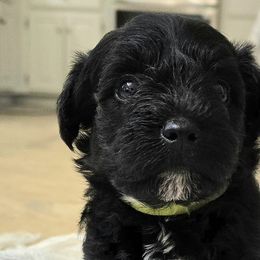 Miniature Schnauzers from Allen Fam Mini Schnauzers