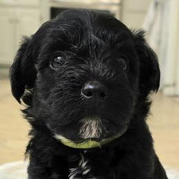 Miniature Schnauzers from Allen Fam Mini Schnauzers
