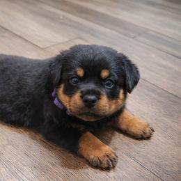 Girl 1 - Black and tan female Rottweiler puppy in San Antonio, Texas from Angel Rottweilers