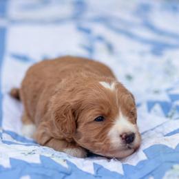 Green - Apricot male Goldendoodle puppy in Rocklin, California from FurEver Yours Goldendoodles