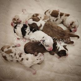 Boy 2 - Blue merle and white male Cardigan Welsh Corgi puppy in Natchitoches. La, Louisiana from Bleu Bayou Corgis