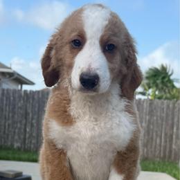 RUGER - Red male Bernedoodle puppy in Corpus Christi, Texas from The Henke Doodles