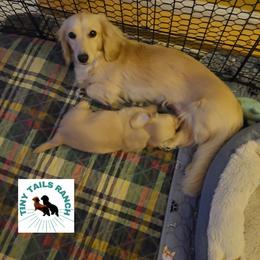 Dachshund Puppies from Tiny Tails Ranch