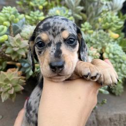 Ace the silver dapple - Dapple male Dachshund puppy in El Cajon, California from Lisa Buxton