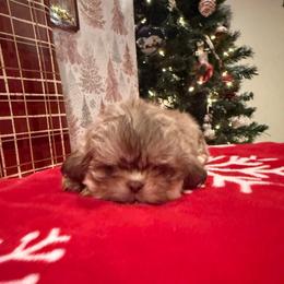 Brazil - Liver male Shih Tzu puppy in Success, Missouri from Sweet Success