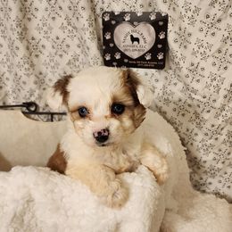 Bubbles - Sable female Aussiedoodle puppy in Logansport, Indiana from Sandy Hill Farm Aussies, LLC