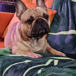 French Bulldog Puppies from Simply Kind Frenchies
