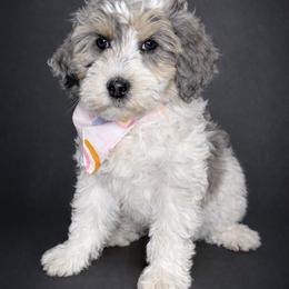 Elsa - female Australian Mountain Doodle puppy in Jerome, Idaho from Tolman Acres