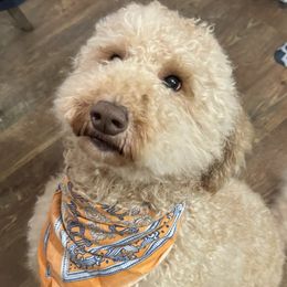Bella - Goldendoodle