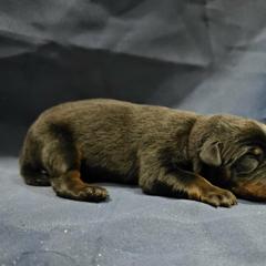 Bitter Oyster - Black and tan male Beauceron puppy in Margate, Florida from Soleil et Lune Beaucerons