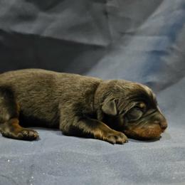 Bitter Oyster - Black and tan male Beauceron puppy in Margate, Florida from Soleil et Lune Beaucerons