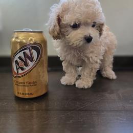 Poodle Puppies from Caboodles Of Poodles