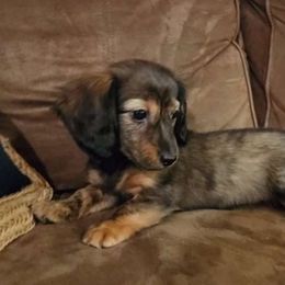 Patsy $1800 red brindle - Brindle Dachshund puppy in Lindsay, California from Lazy K&M Dachshunds