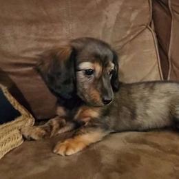 Patsy $1800 red brindle - Brindle Dachshund puppy in Lindsay, California from Lazy K&M Dachshunds