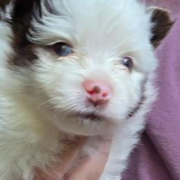 Pixie pup2 - Chocolate merle male Pomeranian puppy in Carrollton, Georgia from B AND R'S POMERANIAN'S