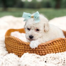 Treble - White female Poodle puppy in Chapel Hill, North Carolina from Cyndi’s Poodles