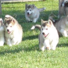 Alaskan Malamute Puppies from Bonnie McMahon's Alaskan Malamutes