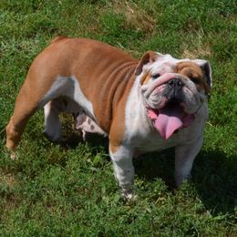 Koko - Bulldog