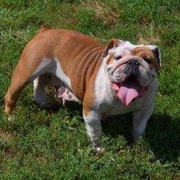 Koko - Bulldog
