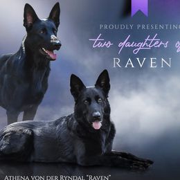 German Shepherds from IchBin Gesegnet