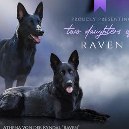 German Shepherds from IchBin Gesegnet