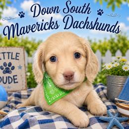 Choc based crem - Cream male Dachshund puppy in Seminary, Mississippi from Down South Mavericks Dachshunds