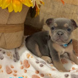 French Bulldog Puppies from Ballen Bulldogs