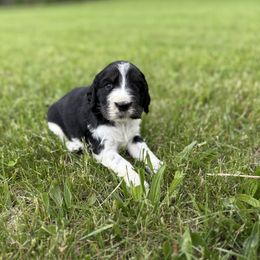 Female - White and black English Springer Spaniel puppy in Lake Tomahawk, Ohio from StoneyBrook Setters