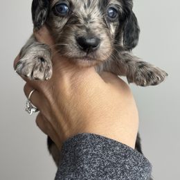 Girl 2 - Dapple female Dachshund puppy in Allenhurst, Georgia from B’s Dapper Dachshunds
