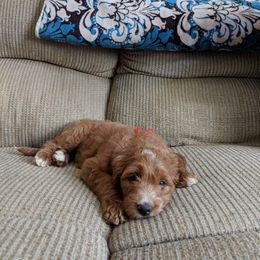 Poodle Puppies from Timber Hills Poodles and Doodles