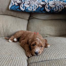 Poodle Puppies from Timber Hills Poodles and Doodles