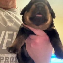 Green boy - Black and mahogany male Rottweiler puppy in Colorado Springs, Colorado from Von Locher Rotties