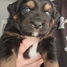 Cobalt - Black tri male Miniature Australian Shepherd puppy in Austin, Texas from Austin Aussies by Jody