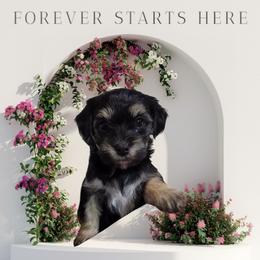 Beauty - Black and tan female Cavapoo puppy in Medina, Ohio from Momma's Minis