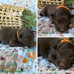 Carrie - Red & white female Australian Shepherd puppy in Temecula, California from Boulder & Branch Aussie Ranch