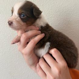 Clover - Red tri-color female Australian Shepherd puppy in Weeki Wachee, Florida from Ace of Spades Australian Shepherds