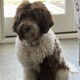 Sedona - Australian Labradoodle