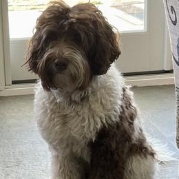 Sedona - Australian Labradoodle
