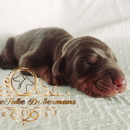 Kaliya - Red and rust female Doberman Pinscher puppy in Aurora, Indiana from Double-Take Doberman Kennels